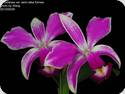 Cattleya violacea semi alba flamea